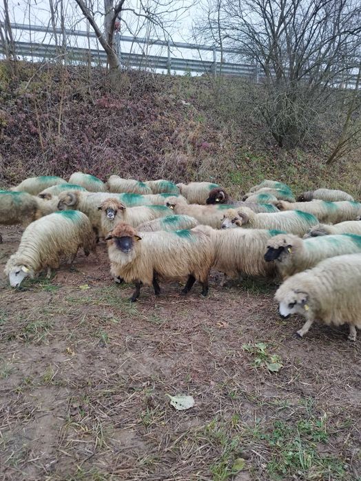 Vând oi și berbeci