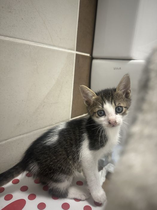 Donez un băiețel adorabil