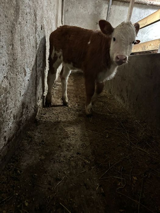 Vând o vițea de o luna jumate!