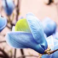 Magnolia Blue Opal