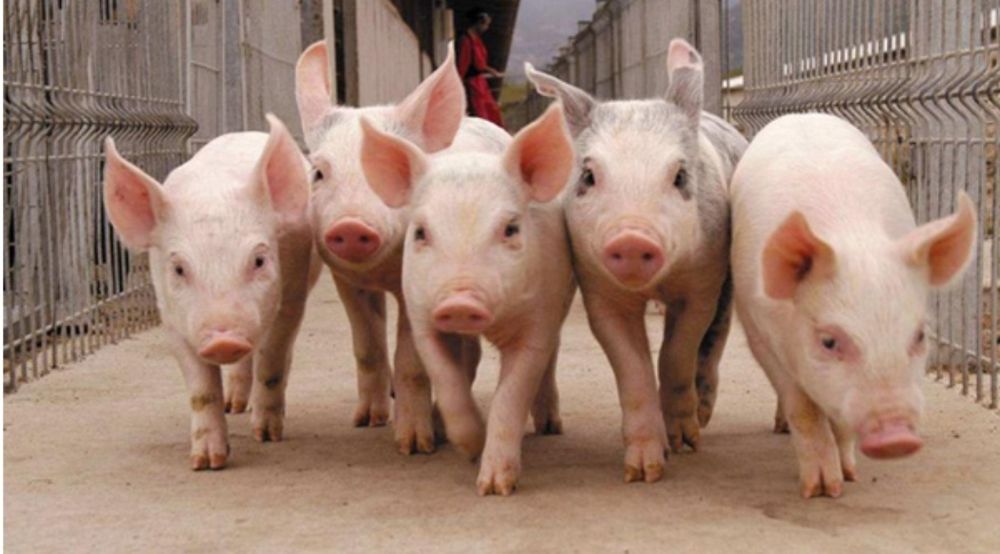 Свинина мясо частями