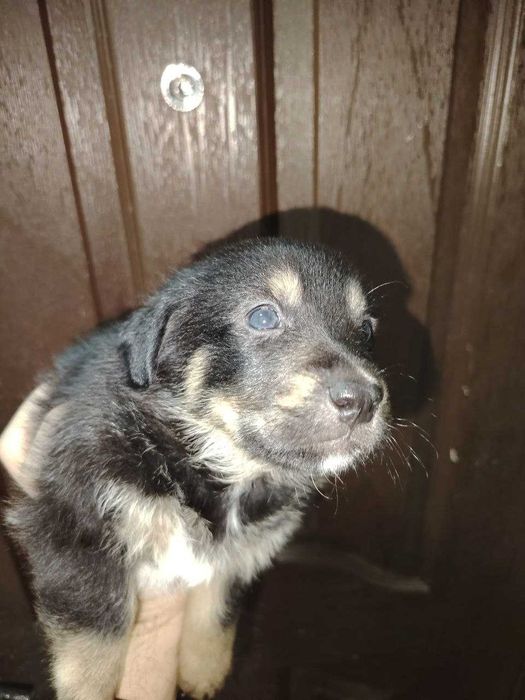 Пристраиваются Щенки средней породы / Kuchuk bor