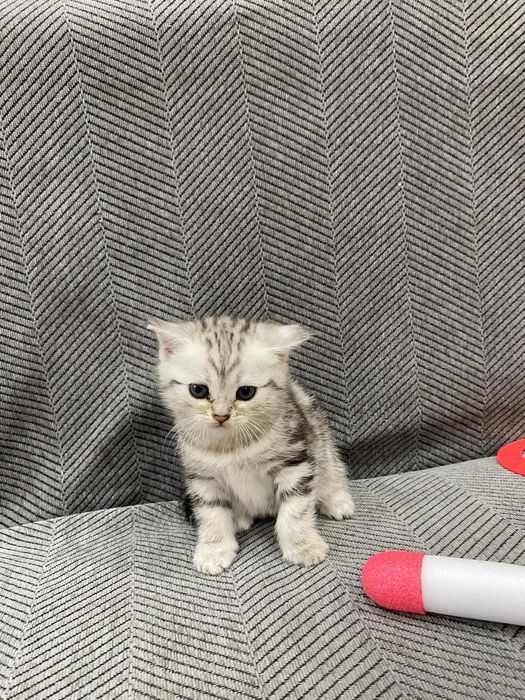 Продам котенка!!
