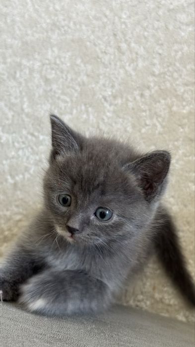 Котенки скотиш страйт