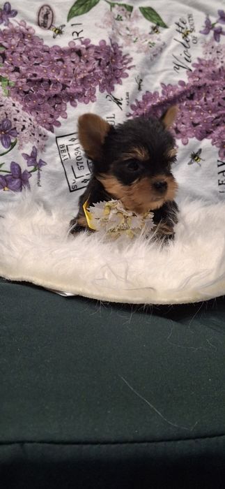 Йоркширски териер.Йорки