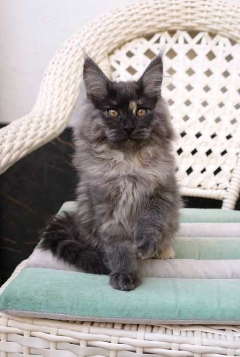 Котята Мейнкун  на продажу