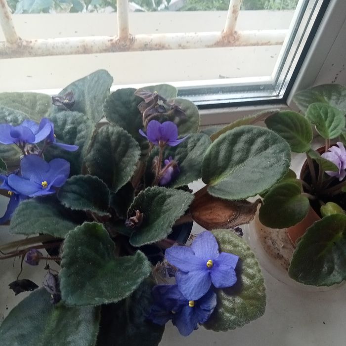 Продам фиалки 1000, глоксинии 1500