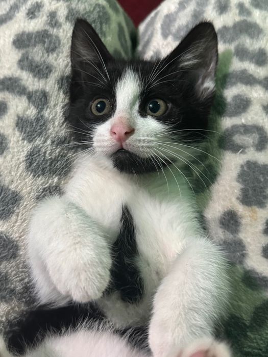 Pui de pisica spre adoptie