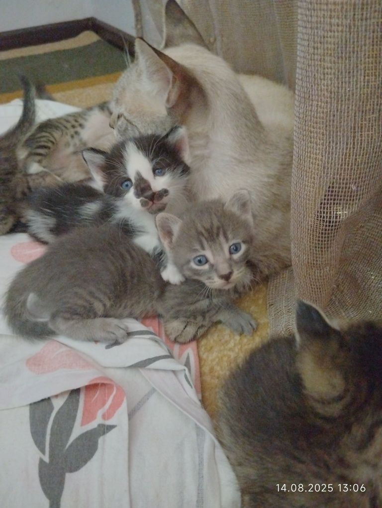 Котята  сиамские