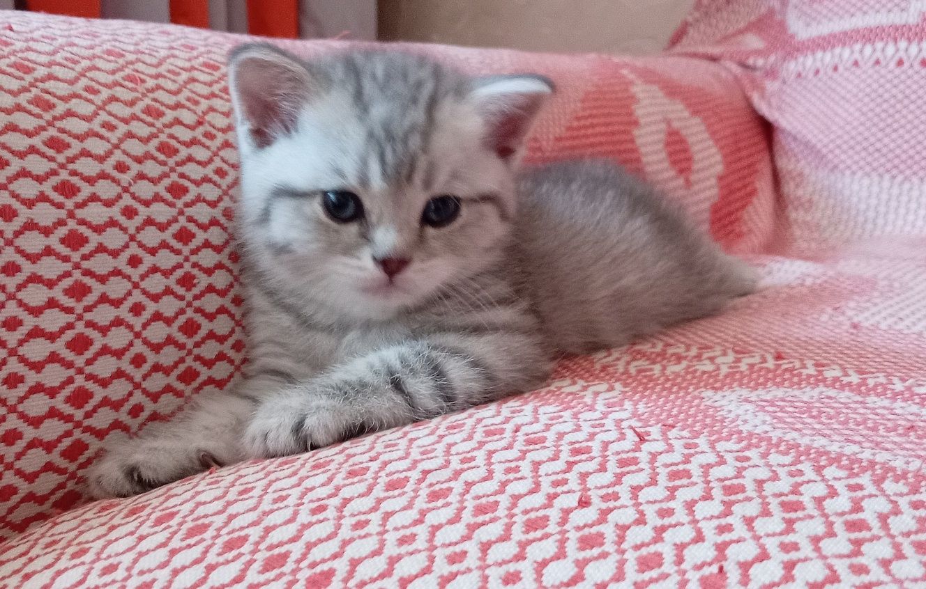 Продаются котята