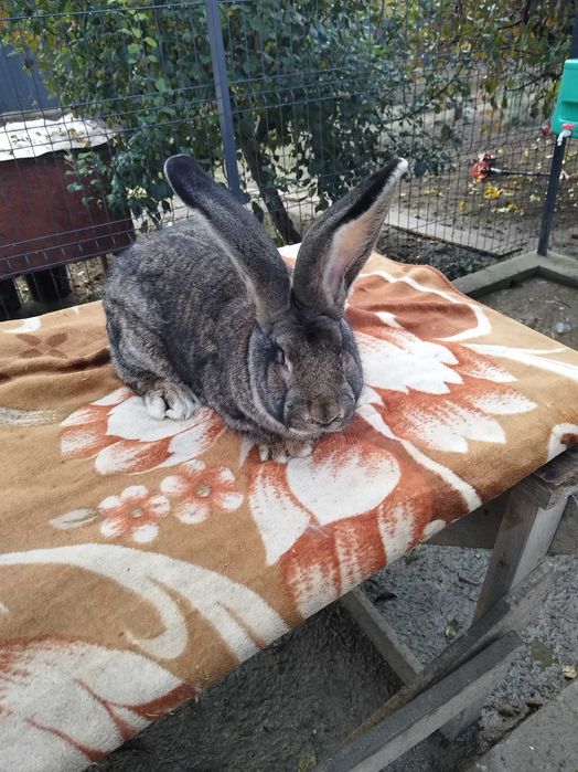 Urias German masculi si femele