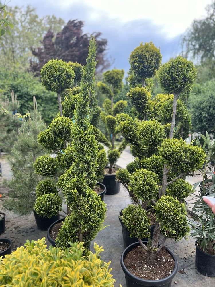 Artar gard viu leylandii evounimous ponpon bonsai cycas leandrii artar