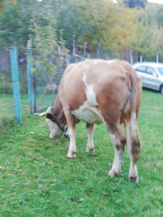 Vând vacă balțată românească