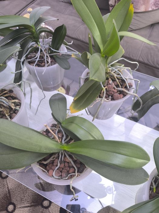 Продам свои орхидеи 10 штук