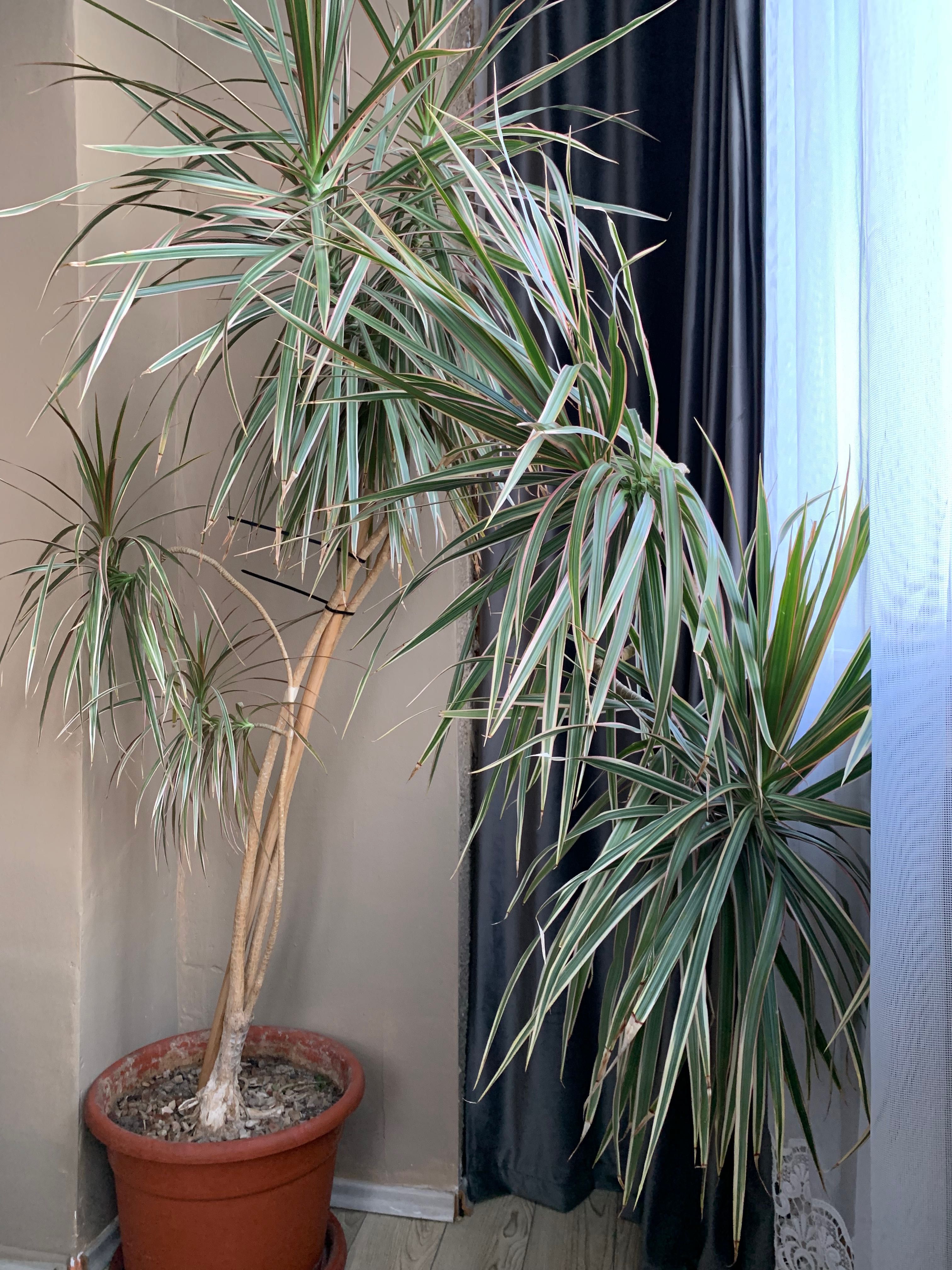 Planta Dracena Marginata