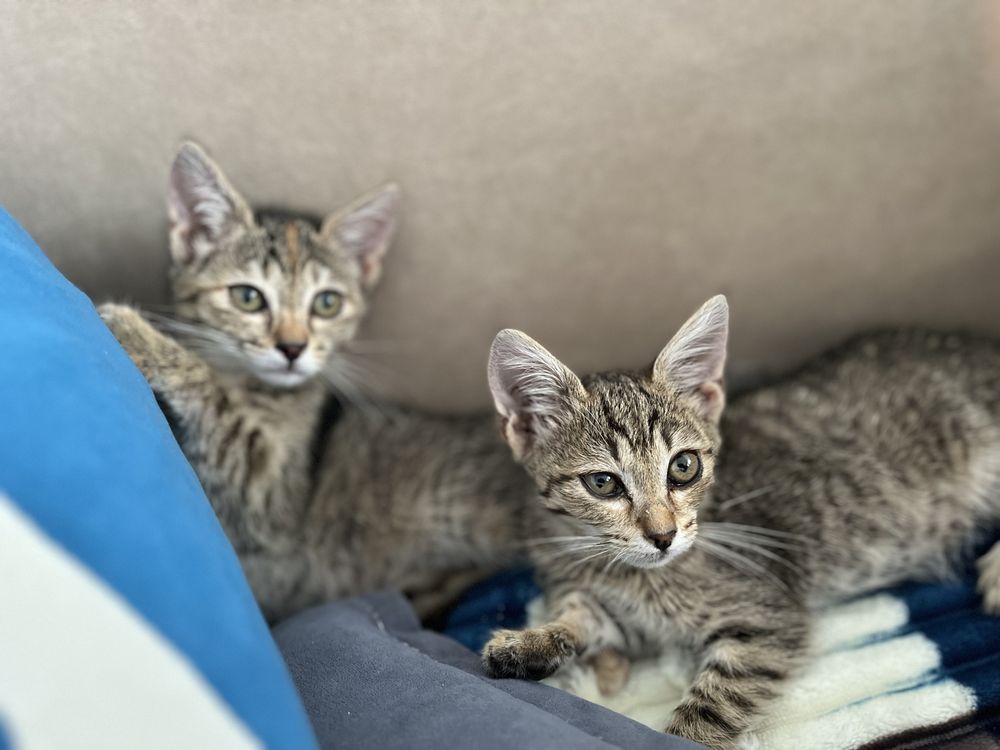 Котенок в добрые руки
