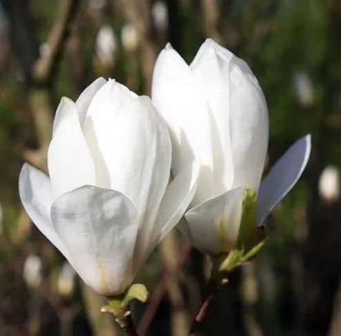 Magnolia Soulangena Alba Superba