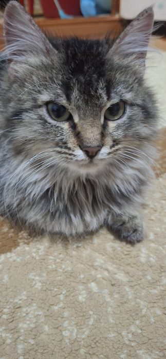 Отдам котёнка в добрые руки