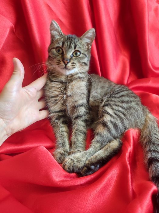 Котёнок 4месяц,а девочка