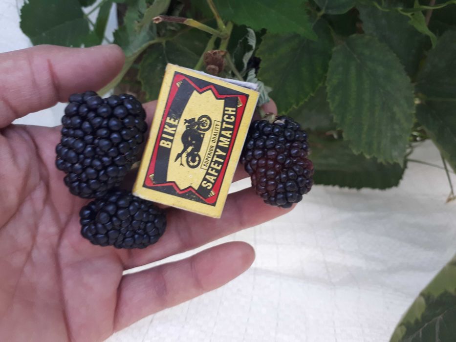 Ежевика Блекджем. Ejevika Blekdjem