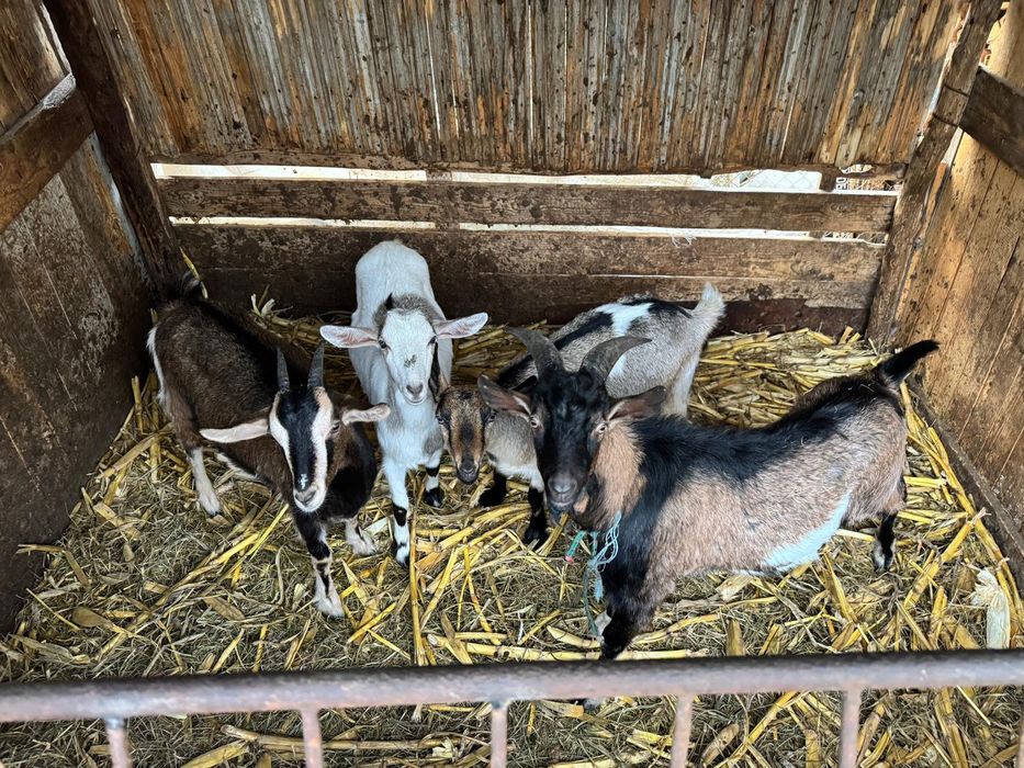 Vând capre și iezi