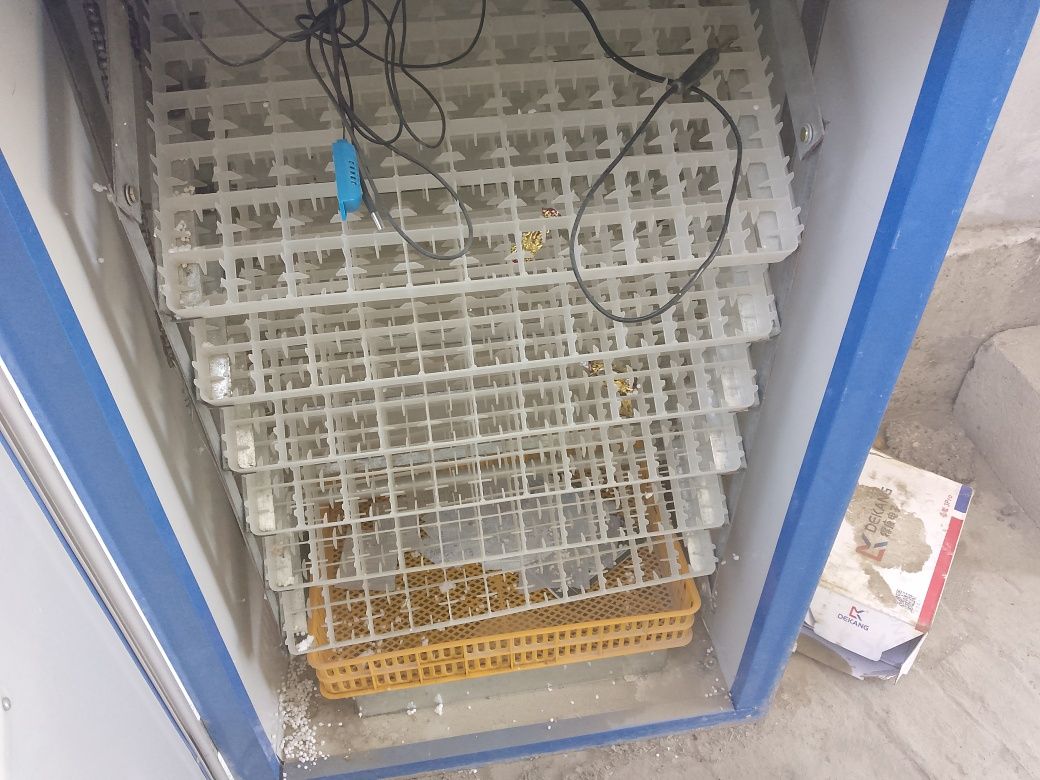 Inkubator 500 talik