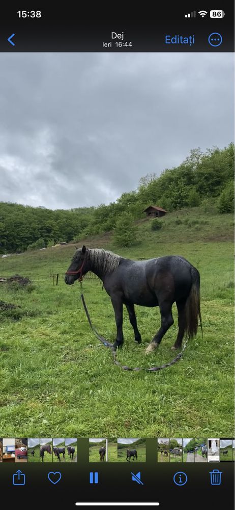 Vând sau schimb iapă pentru mașină