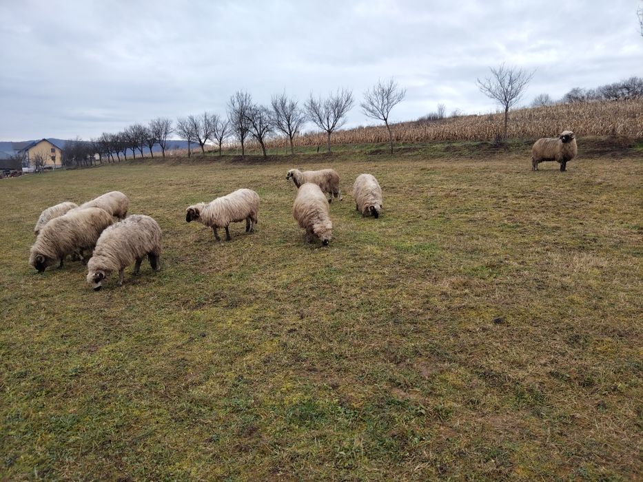 Oi breze de vânzare