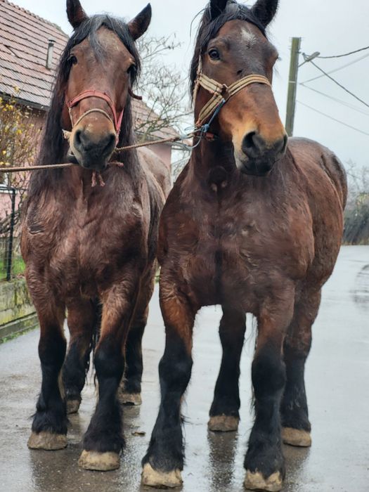 Iapa si cal de vanzare pereche