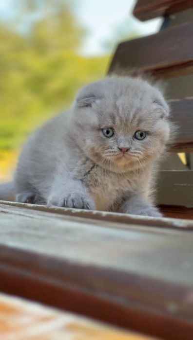 Scottish fold  de calitate.