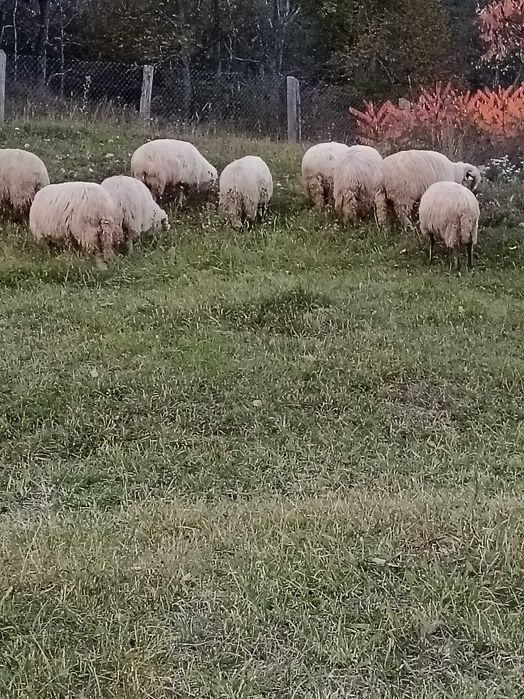 Vând 10 oi reformă