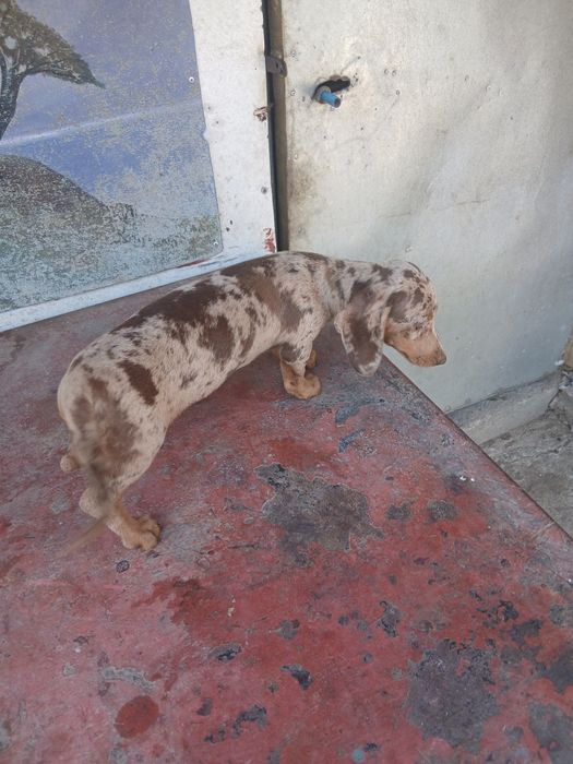 Teckel de dat 4 luni