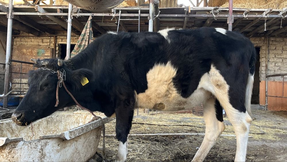 Продаётся молодая корова G’unajin sotiladi yosh