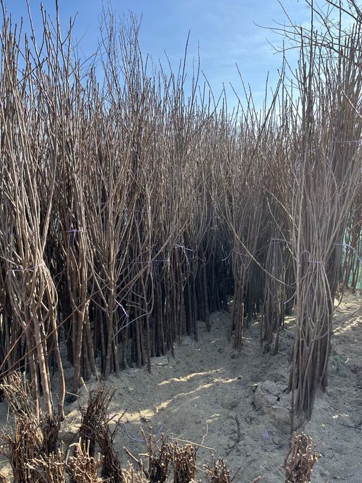 Pomi Fructiferi Certificați