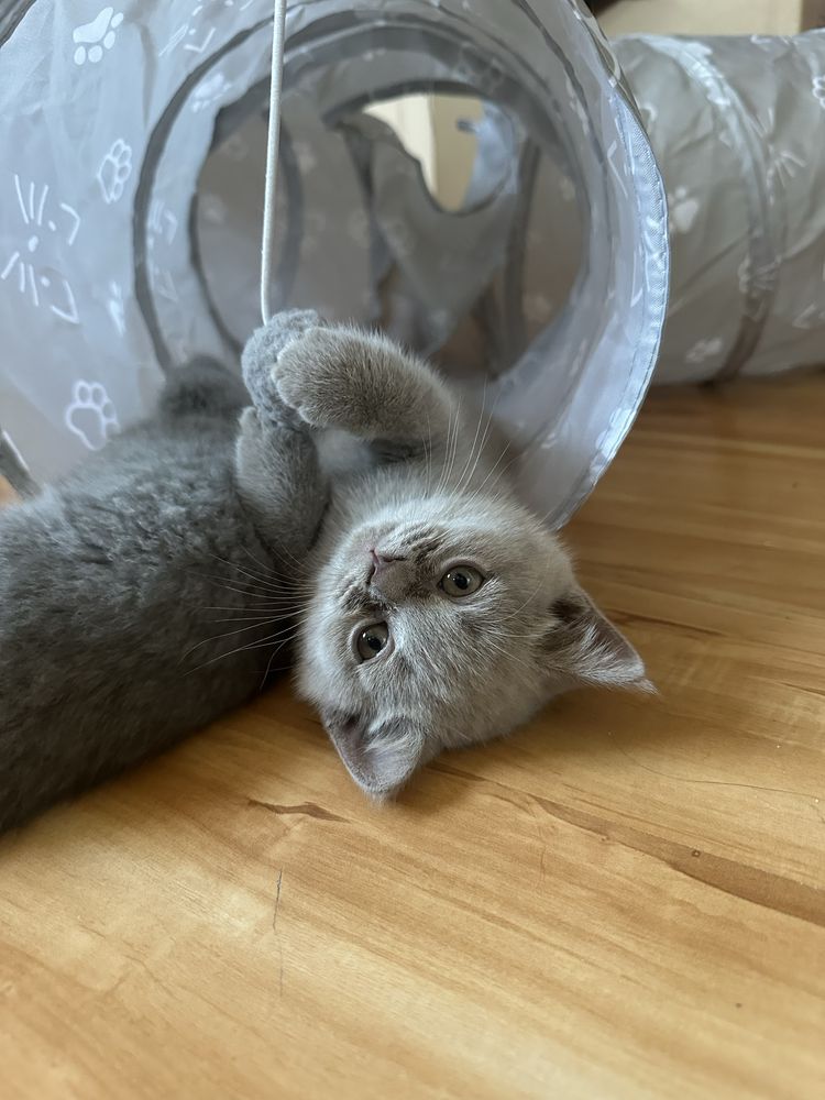 Британски късокосмести / шотландски клепоухи котенца