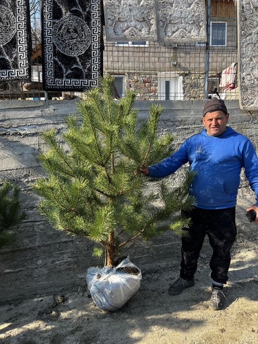 Vând copaci orientali mesteacăn  tei arțar platan și tuia