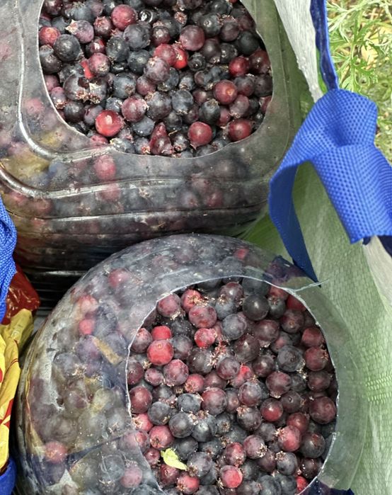 Смородина ирга ягоды жидектер доставка бесплатная  каракат қарақат