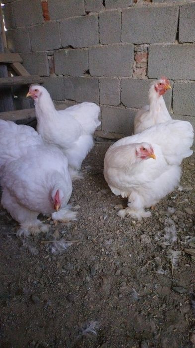 Cochinchina uriaș alb tineret!