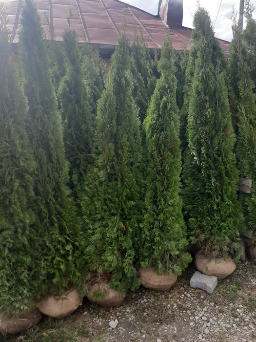 Vindem tuia brazi mesteacăn tei platan stejar frasin etc