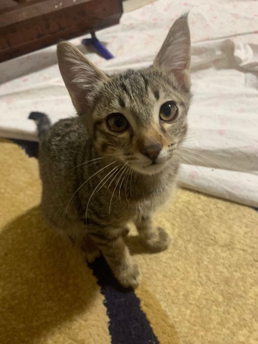 Отдам в хорошие руки двух котят
Два котенка (около 2 месяцев)