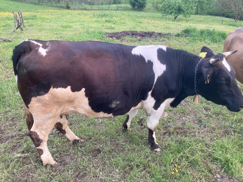 Vaca jurinca de vanzare