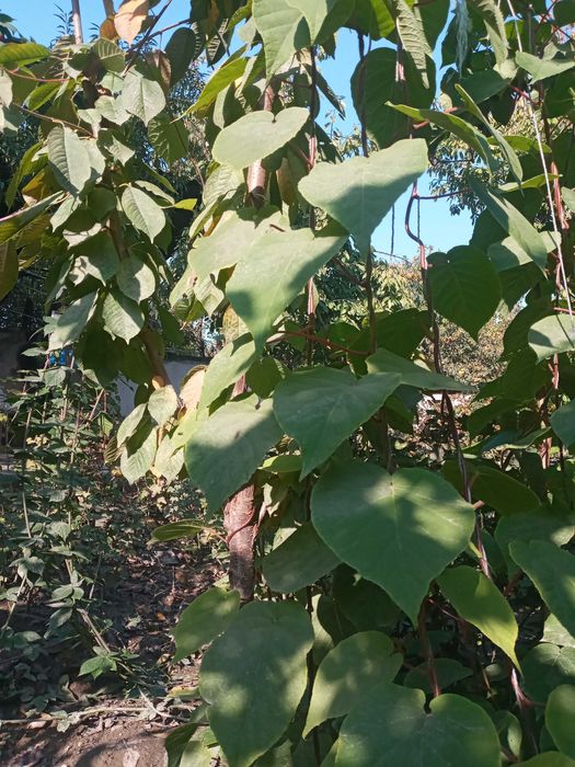 Йирик Киви кучатлари