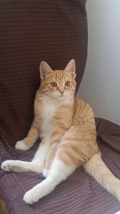 Котик, рыжий, отдам в хорошие руки