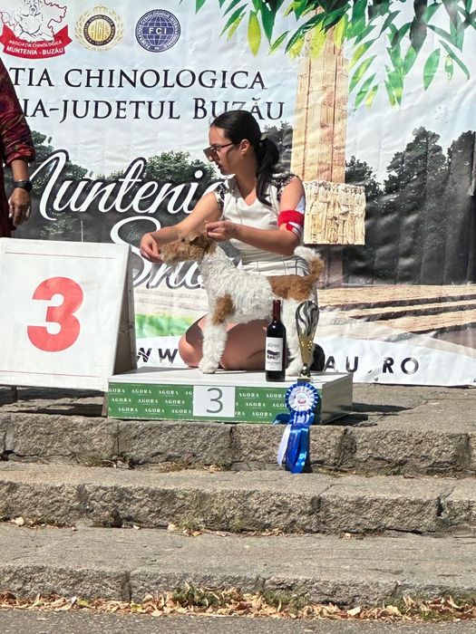 Mascul fox terrier campion