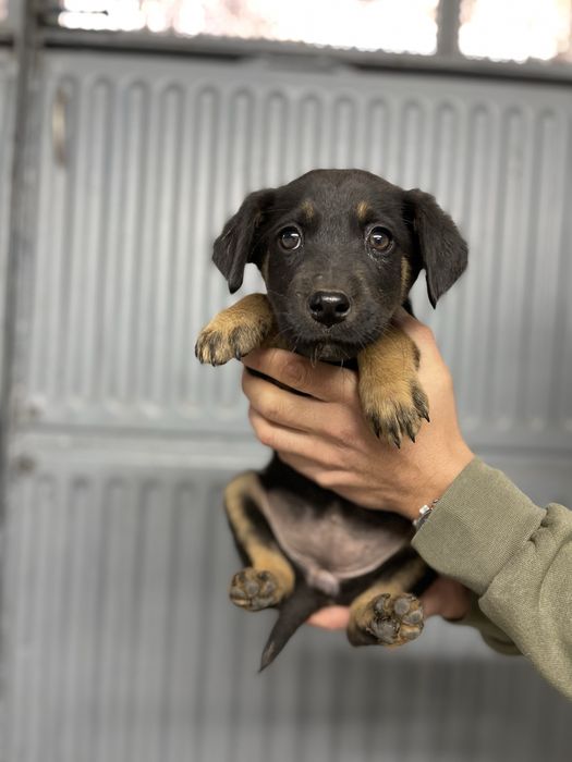 Подаряваме 3 малки женски кученца