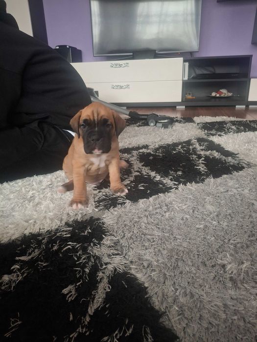 Mascul boxer 2 luni