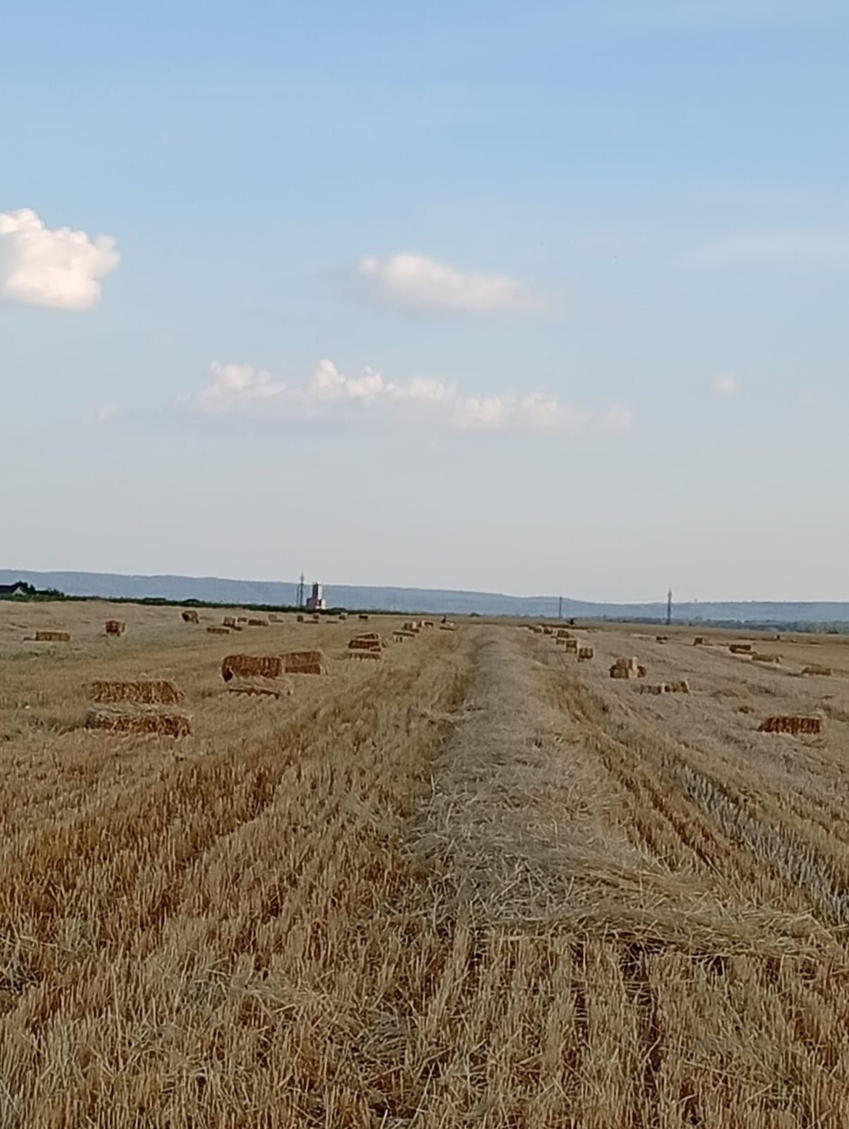 Baloți de paie 7 lei