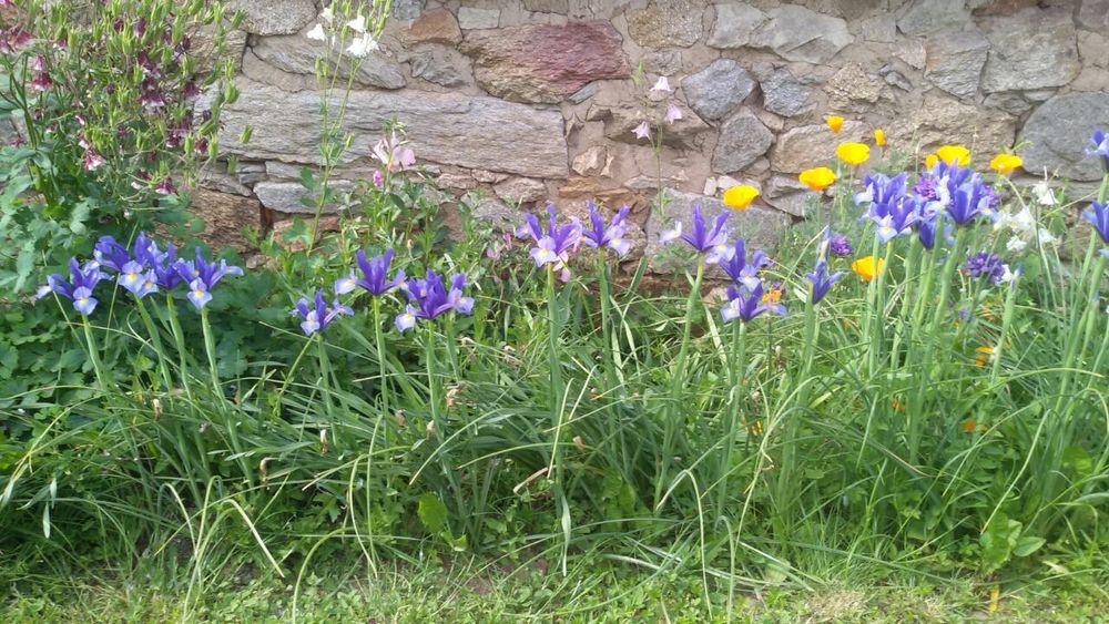 Фритилария (Ходжово лале),мини ирис