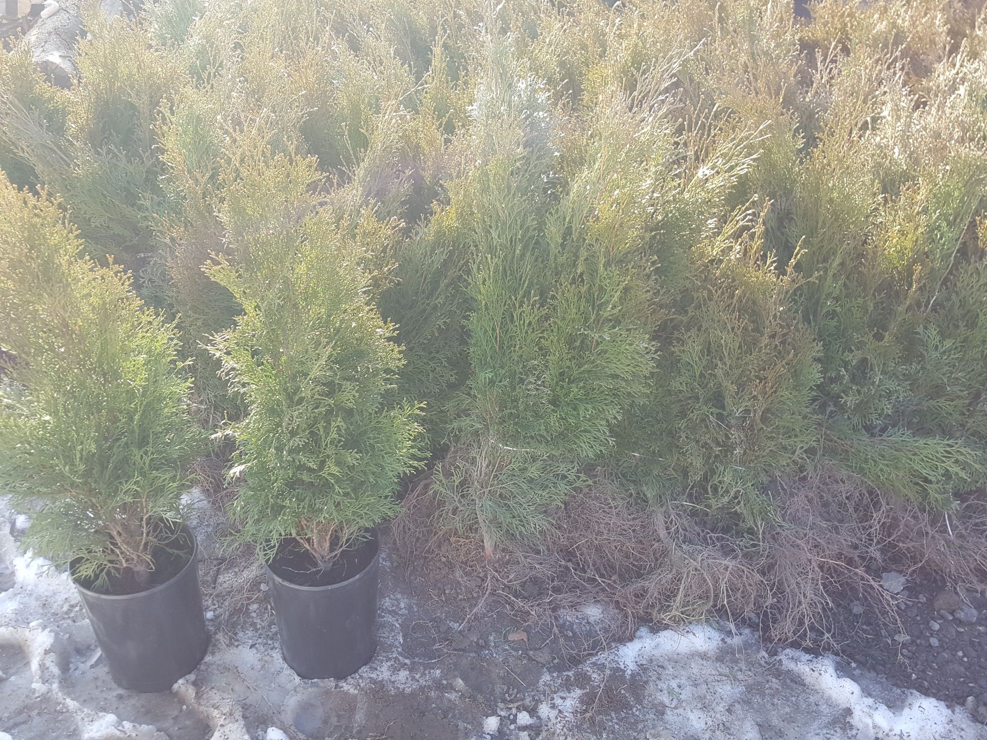 Tuia smaragd  ,buxus inaltime 70-80 cm