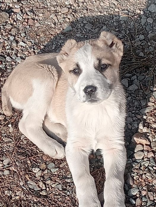 Продам алабая девочка